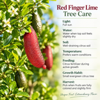 Red Finger Lime Trees Live Plants | 1 Gallon Live Potted Citrus Tree | Citrusy Juicy Fruit for Cooking, Juicing & Home Gardening (No Ship to CA,HI,AK)