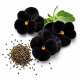 50 Sorbet Series Black Delight Viola Seeds, Non GMO, Heirlooms, Early Blooms Flowering Plants, for Containers, Garden Borders & Landscapes