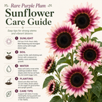 75 Rare Purple Procut Plum Sunflower Seeds, Non GMO, Easy Care, Spectacular Moody Purple-Rose & Dark Center Cut Flower, Ideal Choice for Modern Decor and Floral Arrangements