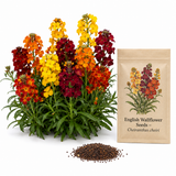 300 English Wallflower Seeds, Non-GMO Cheiranthus cheiri Seeds, Highly Fragrant Sunset Multi-Color Perennial Wildflower for Rock Gardens