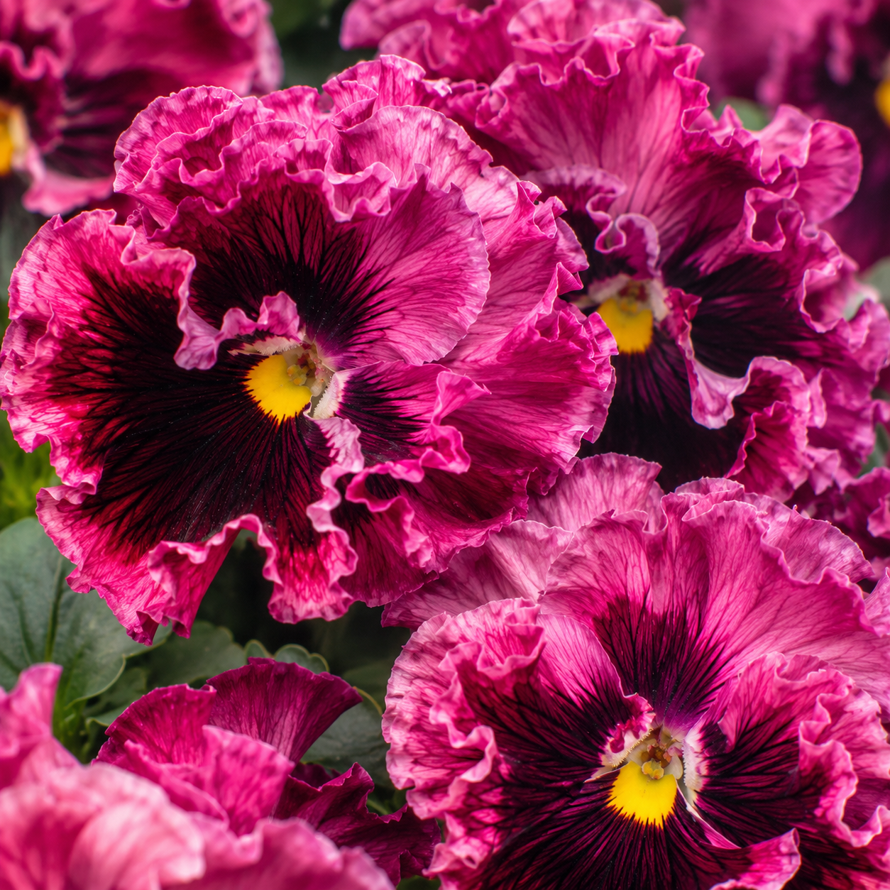 75 Frizzle Sizzle Pansy Seeds, Heirloom, Non-GMO Edible Flower Seeds, Charming Whimsical Ruffled Accent, Perfect Unique Seed Gift for Gardeners