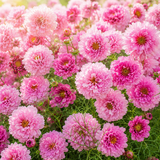 75 Double Click Rose Bonbon Cosmo Seeds, Non GMO, Fast Growing, Vibrant Pink Blooms, Ideal for Patios & Garden Accents