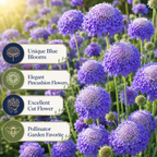 100 Scabiosa Seeds, Non-GMO, Heirloom Pincushion Flower Seeds, Tall and Sturdy Stems with Long-Lasting Elegant Blooms, Ideal for Borders & Backyard Pollinator Gardens
