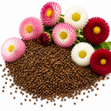 400 Pcs Mixed Bellis English Daisy Seeds, Heirloom, Low Maintenance, Colorful Double Blooms Flower Seeds for Outdoor Spaces