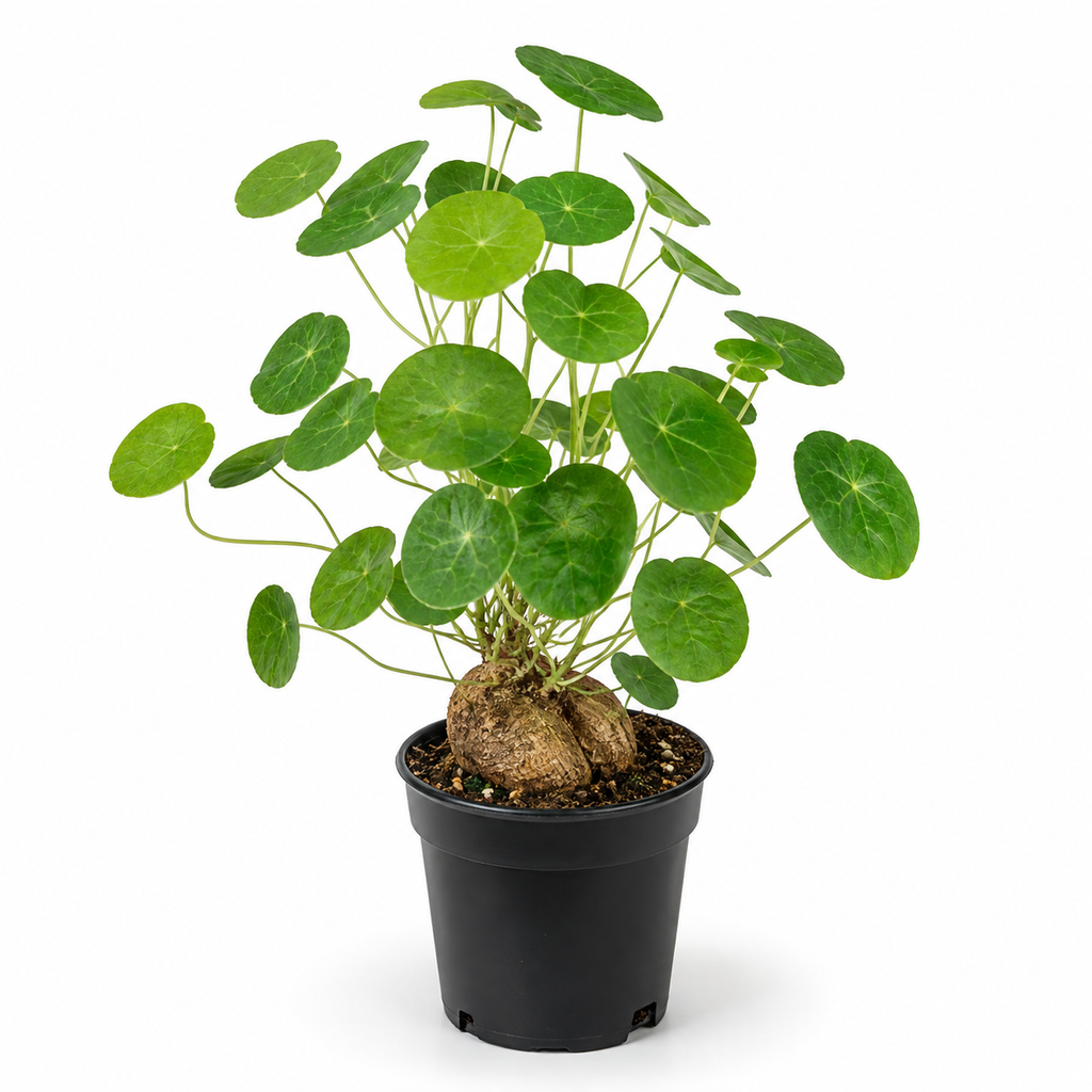 Stephania Cephalantha Live Plant, 2 – 2.5" Rare Caudex Bulb, Low-Maintenance Indoor Greenery, Great Botanical Gift