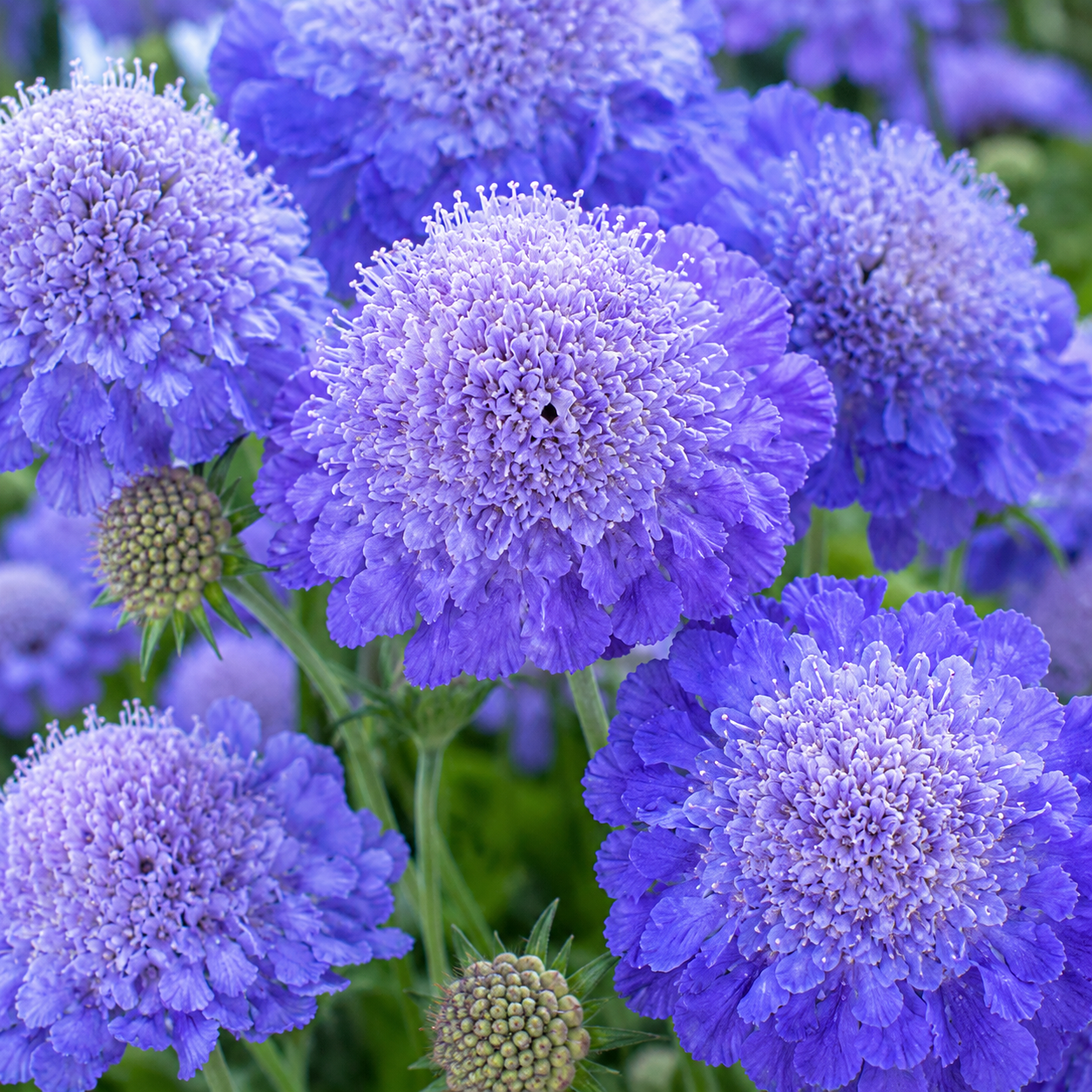 100 Scabiosa Seeds, Non-GMO, Heirloom Pincushion Flower Seeds, Tall and Sturdy Stems with Long-Lasting Elegant Blooms, Ideal for Borders & Backyard Pollinator Gardens