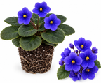 Blue African Violets Live Plant (Bare Root), Easy Care Violets Plant Live, Low Light Flowering Houseplant, Ideal for Indoor Decoration & Window Sill Garden