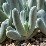 Lobster Claw Cheiridopsis Candidissima Succulent | 4-Inch Pot | Established Live Carpet-Forming Succulent | Low Maintenance Foliage for Terrariums