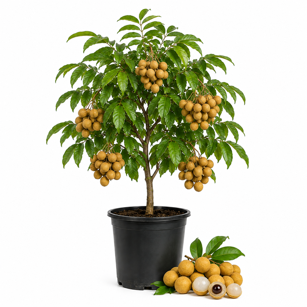 Longan Kohala Live Plant | Sweet Fruit Tree | Large Plant 30-36 Inches Tall | Well Rooted | Easy to Grow (No Ship to CA,HI,AK)