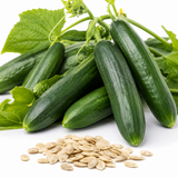 100 Tendergreen Burpless Cucumber Seeds, Heirloom, High-Yield Vegetable Seeds, for Fresh Salads, Pots, Containers & Outdoor Planting