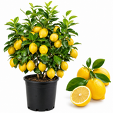 Meyer Lemon Tree Live for Planting | 1–2 Ft Live Citrus Plant | Easy-Grow Fruit Tree for Indoor or Outdoor Houses (No Ship to CA,HI,AK)