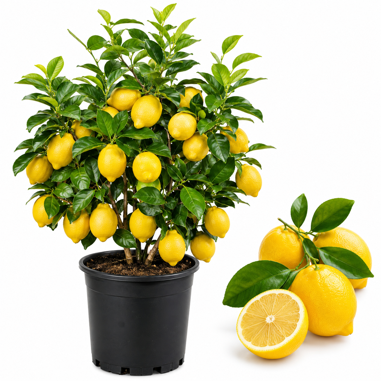 Meyer Lemon Tree Live for Planting | 1–2 Ft Live Citrus Plant | Easy-Grow Fruit Tree for Indoor or Outdoor Houses (No Ship to CA,HI,AK)