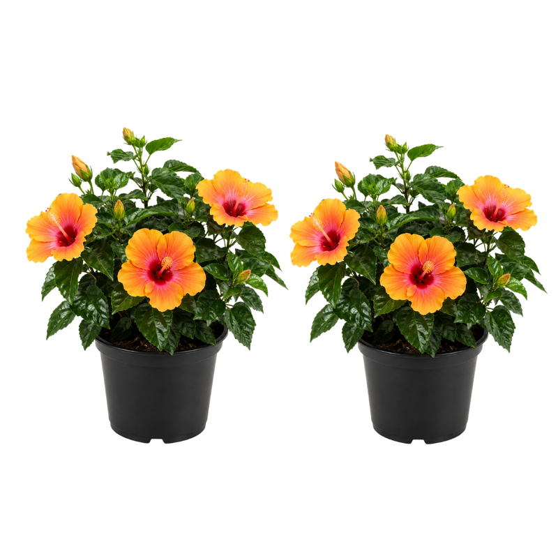 2 Fiesta Hibiscus Plants Live, 6-10" Tall Perennial Hibiscus Tree (No Pot), Well Rooted, Eye-Catching, Perfect for Garden Beds & Balcony