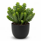 Fishbone Cactus Live Plant in 4" Inch Pot | Eye-Catching RIC Rac Foliage | Beginner-Friendly Indoor Houseplant for Décor | Unique Gift for Plant Enthusiasts