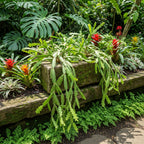 Fishbone Cactus Live Plant in 4" Inch Pot | Eye-Catching RIC Rac Foliage | Beginner-Friendly Indoor Houseplant for Décor | Unique Gift for Plant Enthusiasts