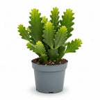 Fishbone Cactus RIC Rac Cactus Live Plant in 4" Inch Pot | Unique Fish Bone Patterned Foliage | Easy-Care Indoor Tropical Houseplant | Ideal Gift for Plant Lovers