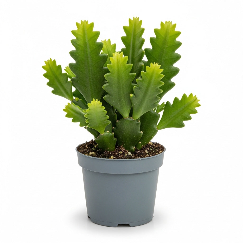 Fishbone Cactus RIC Rac Cactus Live Plant in 4" Inch Pot | Unique Fish Bone Patterned Foliage | Easy-Care Indoor Tropical Houseplant | Ideal Gift for Plant Lovers