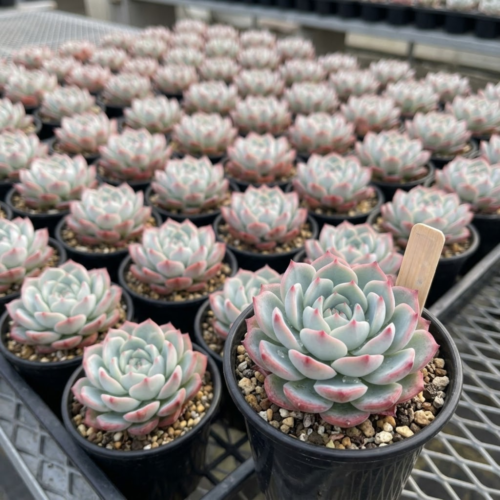 2 Echeveria Succulents Live Plants, Echeveria Minima Succulent in 4 Inch Pot for Planting, Air-Purifying, Low Maintenance, Perfect for Home and Office Décor