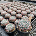 2 Echeveria Succulents Live Plants, Echeveria Minima Succulent in 4 Inch Pot for Planting, Air-Purifying, Low Maintenance, Perfect for Home and Office Décor