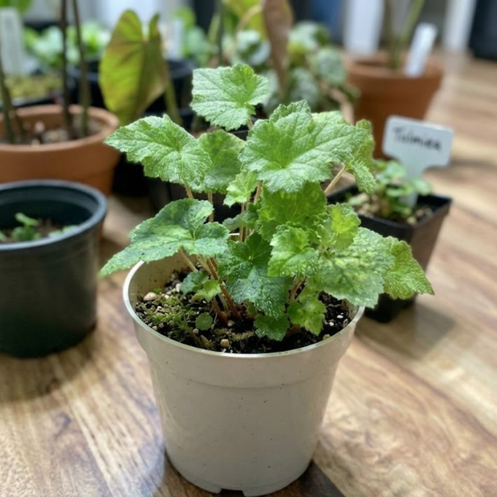Live Piggyback Plant Tolmiea Menziesii | 4" Potted Native Evergreen Perennial | Shade-Tolerant Indoor Foliage & Well-Rooted Plant