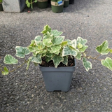 Glacier English Ivy Indoor Plant in 4” Inch Pot | Hardy Variegated English Ivy Live Plant for Home & Office Greenery | Low-Maintenance Glacier Ivy Houseplant for Desks, Windowsills & Hanging Displays