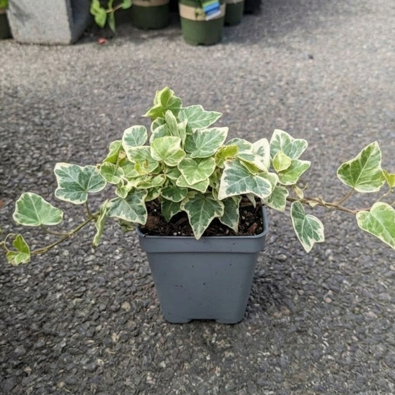 Glacier English Ivy Indoor Plant in 4” Inch Pot | Hardy Variegated English Ivy Live Plant for Home & Office Greenery | Low-Maintenance Glacier Ivy Houseplant for Desks, Windowsills & Hanging Displays