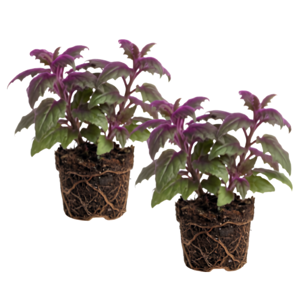 2 Purple Passion Plant Live Indoor Plant, 4-8 Inch Tall, 2 Rooted Plants Per Pot, Low Maintenance Tropical Velvet Vine for Bright Indirect Light