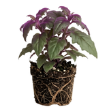 Purple Passion Plant Live, 4-5 Inch Size, Easy to Grow, Low Maintenance Tropical Velvet Vine for Bright Indirect Light