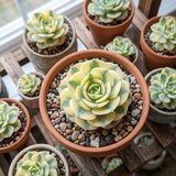 Live Succulent Graptoveria Lovely Rose Plant, 2 Inch Pot, Rose-Shaped Succulent, Small Decorative Indoor Plant for Desks