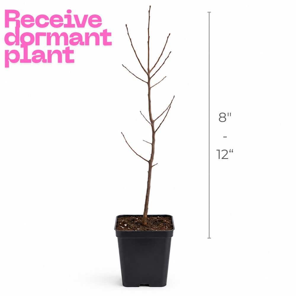 Nikko Blue Hydrangea Shrub Live Plant | Gallon Size Pot | Low Maintenance Flowering Deciduous Plant