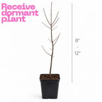 2 Persimmon Tree Live Plants in Quart Pot | Cold-Hardy North American Native Fruit Tree | Ready to Plant Tree for Backyard and Landscape