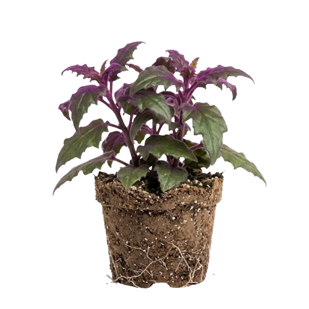 Purple Passion Live House Plant, 4-5 Inch Tall, Well-Rooted Bare Root Starter, Velvet Leaf Houseplant for Home and Office