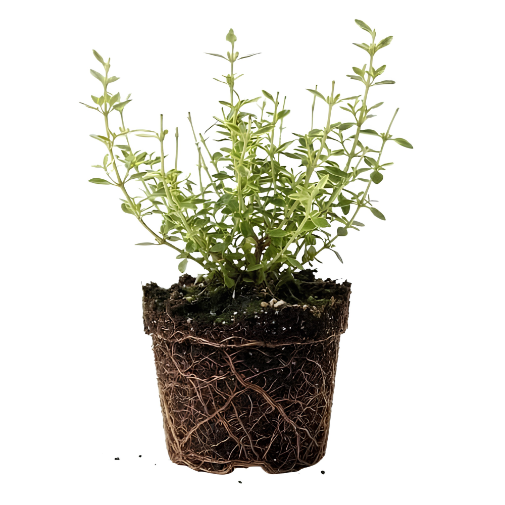 Lemon Thyme Plant, 4 Inch Size, Low Maintenance Edible Groundcover for Sunny Kitchen Gardens and Patios