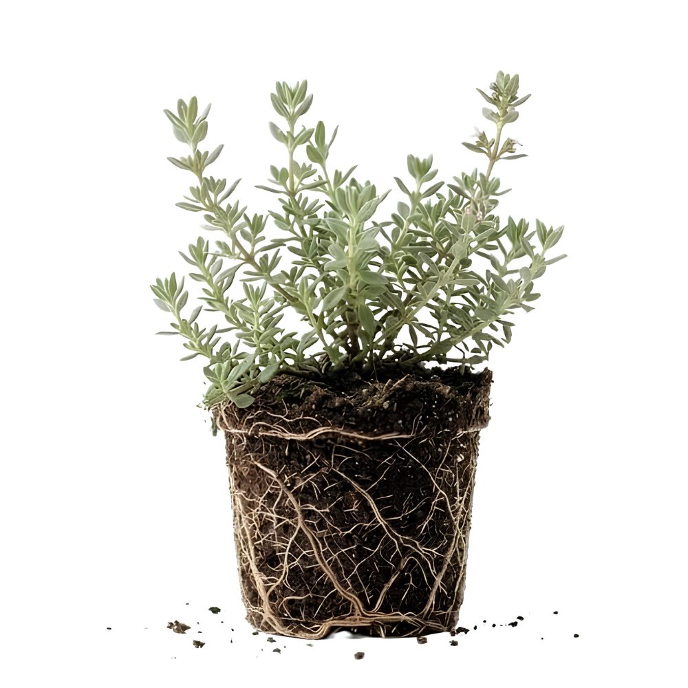 Thyme Plant, French Thyme Herb,4" Tall, Aromatic Culinary Herb, Well-Rooted, Drought Tolerant & Cold-Hardy Edible Plant