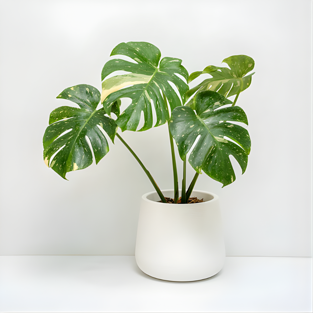 2 Count Thai Constellation Monstera Plants Live | Philodendron Live Plant | Decorative Variegated Monstera Live Plant | 4 to 5 Inch Tall | Green and Cream Color for Decor