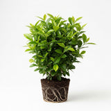Frostproof Gardenia Jasmine Plant Live Plant | Live Jasmin Plant for Indoor in 4 Inch Pot | Low Maintenance Cold-Tolerant Jasmine for Home, Balcony & Office Display