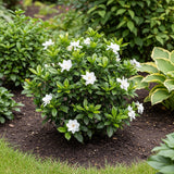 Frostproof Gardenia Jasmine Plant Indoor Live in 4 Inch Pot | Cold Hardy White-Blooming Jasmine | Easy to Grow Live Jasmine Plant for Indoor & Patio Décor