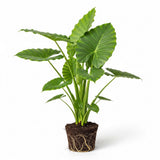 Giant Elephant Ear Plant 1–2ft Tall | Live Mammoth Elephant Ear Bulb Grown Plant – Large Tropical Elephant Ears for Garden & Landscape, Fast-Growing Colocasia with Bold Foliage