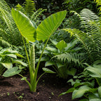 Giant Elephant Ear Plant 1–2ft Tall | Live Mammoth Elephant Ear Bulb Grown Plant – Large Tropical Elephant Ears for Garden & Landscape, Fast-Growing Colocasia with Bold Foliage