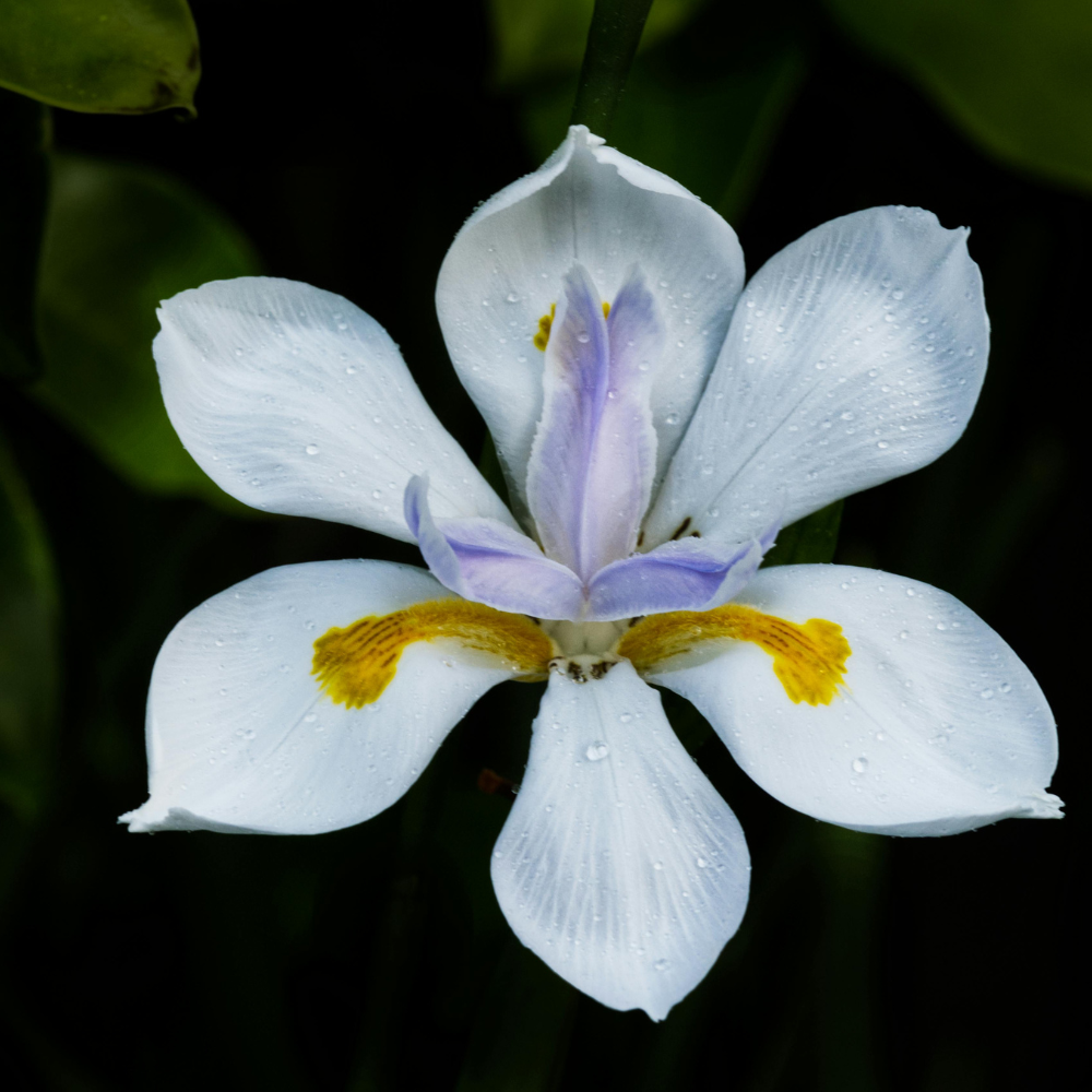 Iris Plants Live, 4-8" Tall African White Iris Plant, Fast Growing, Elegant White Flowers, for Walkway Borders and Patio Pots