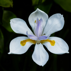 Iris Plants Live, 4-8" Tall African White Iris Plant, Fast Growing, Elegant White Flowers, for Walkway Borders and Patio Pots