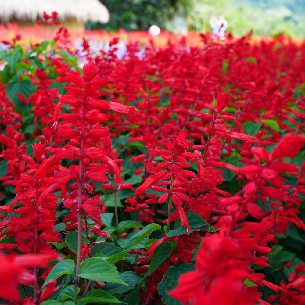 2 Red Salvia Live Plant for Planting, 5-8" Tall Medium Pot Sage Plant, Hardy Herb Plant with Red Flower Spike, for Backyard Garden