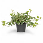 Glacier English Ivy Live Plant in 4 Inch Pot | Variegated English Ivy Indoor Plant with Silver-Green Leaves | Easy-Care Glacier Ivy Houseplant for Hanging Baskets, Shelves & Home Décor