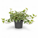 Glacier English Ivy Live Plant in 4 Inch Pot | Variegated English Ivy Indoor Plant with Silver-Green Leaves | Easy-Care Glacier Ivy Houseplant for Hanging Baskets, Shelves & Home Décor