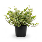 Glacier English Ivy Plant Live in 6 Inch Pot | English Ivy Plants | Trailing Plant & Climbing Ivy | Easy Care Houseplant for Pots, Shelves & Small Spaces