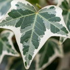 Glacier English Ivy Live Plant in 6 Inch Pot | Real English Ivy Plant Live | Trailing Plant & Climbing Vine | Easy Care Houseplant for Home & Office