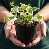 Glacier English Ivy Live Plant in 6 Inch Pot | Real English Ivy Plant Live | Trailing Plant & Climbing Vine | Easy Care Houseplant for Home & Office