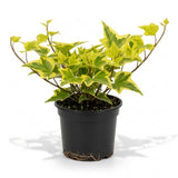 Gold Child English Ivy Tree for Planting | English Ivy Live Plant in 4 Inch Pot | Lush Gold Child English Ivy Indoor Plant for Home & Office Décor | Easy-Care Houseplant for Shelves Displays