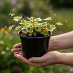 Gold Child Ivy Live Plant in 6 Inch Pot | Real English Ivy Plant | Trailing & Climbing Easy-Care Houseplant | English Ivy Live Plants for Home & Office Décor