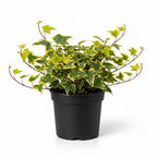 Gold Child English Ivy Indoor Plant in 4” Inch Pot | Fast-Growing Live English Ivy Plant for Indoor Décor | Classic Gold Child English Ivy Houseplant for Hanging Pots & Indoor Landscaping